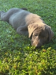 Charcoal Lab Puppies!