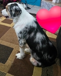 3 year old female full blooded Australian shepherd
