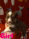 Toy Australian Shepherd Puppies