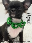 AKC Registered Male Applehead Chihuahuas