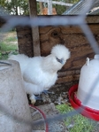 Mini pigs, silkie pair