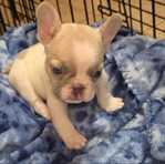 AKC French Bulldog Puppies