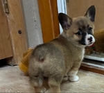 Pembroke sable corgi pup