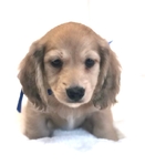 Dachshund Valentines Puppies!