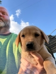 AKC Yellow Labradore puppies