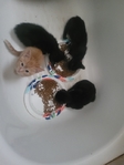 Free kittens