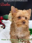 AKC Stunning Male Yorkie