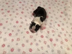 CKC female Boston terrier puppy