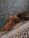 Dachshund puppies