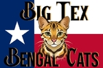 Registered Bengal kittens