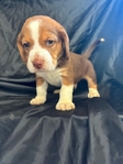Beagle puppies AKC