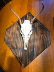 European Deer Mounting