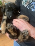 Coming Soon! AKC Champion Line German Shepherd Pups!