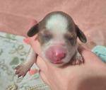Beautiful Dauschund puppies ( 2 different  litters)