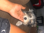 Male Yorkie