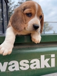 Beagle puppies AKC