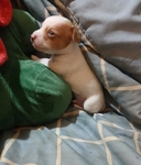 Chihuahua puppies