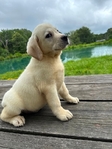 Yellow Female/Cream White Male Labrador Puppies