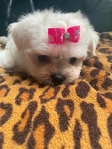 Korean Baby-Doll Face Maltese
