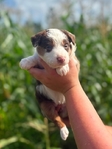 Australian shepherd’s