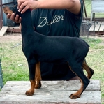 Doberman Puppies