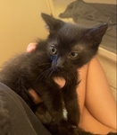 Black Baby Cat