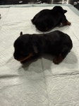CKC Registered Purebred Yorkie Puppies
