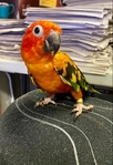 Sun Conure Birds for Sale