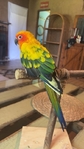 Tame sun conure