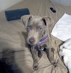 Beautiful Female Silver Lab puppy
