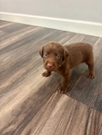 AKC Registered Chocolate Lab Puppies
