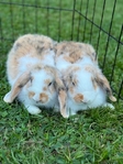 Bonded Holland Lop Bunnies