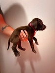 Pointador Puppies