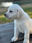 English Cream White Labrador Retriever Pups