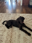 Golden Doodle/Dober Doodle