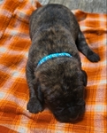English Mastiff Puppies