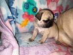 Tiny Male Pug Needs a Forever home
