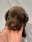 Chocolate Lab Puppies!