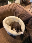 German shorthair Pointers