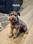 Miniature Schnauzers 1 Female,  4 Males