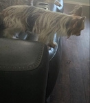 For Sale Parti Yorkies
