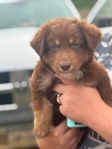 Australian shepherd’s puppies