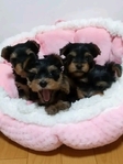 Healthy, playful Yorkshire Terrier (Yorkie) puppies