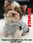 AKC Micro Yorkie Babies