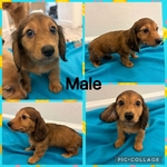 CKC Mini Male Dachshund Puppies