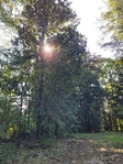 4+/- acres Hillister
