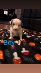 Toy Australian Shepherd Puppies
