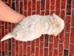 Toy poodle boys