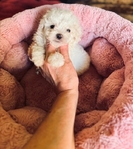 Teacup Poodles & Toy Poodle puppies
