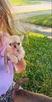 Chihuahua puppies in Houston Clear Lake